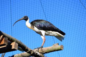 Strohals ibis